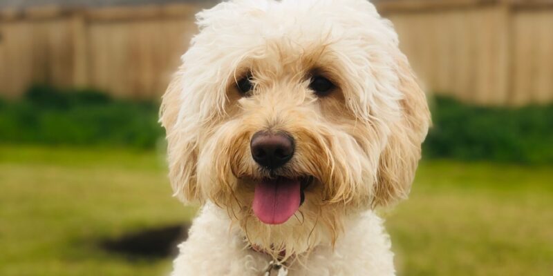 Abby F1b mini Goldendoodle