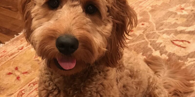 Cleo F1 mini Goldendoodle