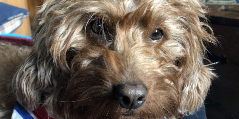 Lily F1 mini Goldendoodle