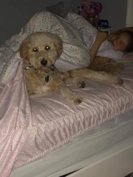 Fletcher is a F2 Goldendoodle. His parents are Abby and Bruno.