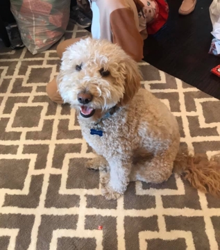 Fletcher is a F2 Goldendoodle. His parents are Abby and Bruno.