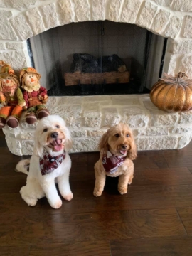Brinkley is a F2 Goldendoodle and Huntley is a F1b Goldendoodle. Brinkley's parents are Piper and Muppet. Huntley's parents are Kenzie and Dash.