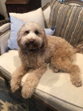 Harper is a F2 Goldendoodle. Her parents are Abby and Bruno.