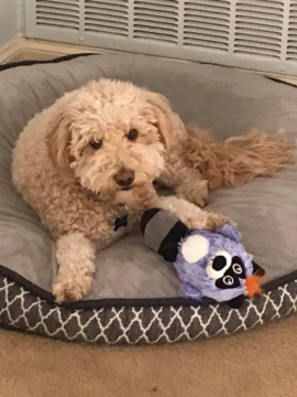 Fletcher is a F2 Goldendoodle. His parents are Abby and Bruno.