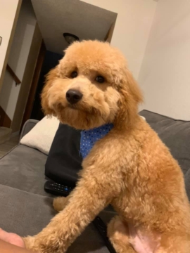 Finley is a F1b mini Goldendoodle. His parents are Lily and Dash.