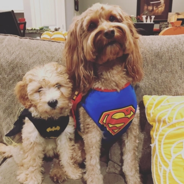 Brinkley is a F2 Goldendoodle and Huntley is a F1b Goldendoodle. Brinkley's parents are Piper and Muppet. Huntley's parents are Kenzie and Dash.