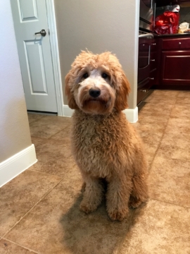 Ruby is a F2 Goldendoodle. Her parents are Abby and Bruno.
