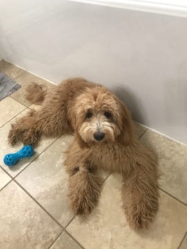 Ruby is a F2 Goldendoodle. Her parents are Abby and Bruno.