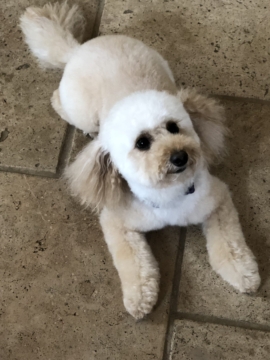 Molly is a F1b petite Goldendoodle. Her parents are Piper and Rocky.