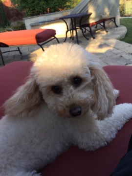 Molly is a F1b petite Goldendoodle. Her parents are Piper and Rocky.