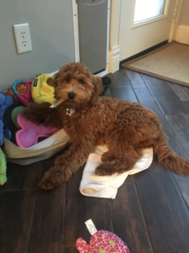 Ruby is a F1b Goldendoodle. Her parens are Cleo and Squid.