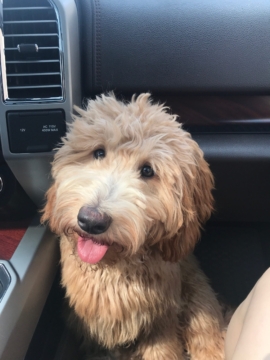 Ruby is a F2 Goldendoodle. Her parents are Abby and Bruno. Medium Goldendoodle